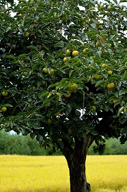 Persimmon Deodorant Soap2